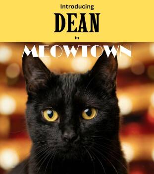 Domestic Short Hair Cats Available for Adoption - Dean | PetCurious