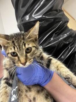 The High Priestess -  Domestic Short Hair Cat for Adoption in Sacramento, California - The High Priestess | PetCurious