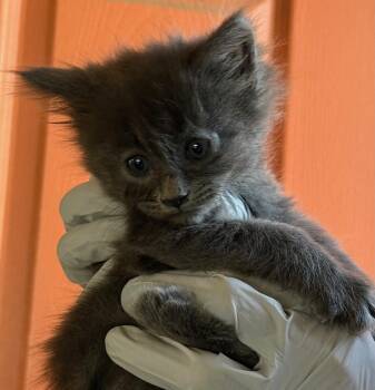Domestic Short Hair Cats Available for Adoption in Huntington Beach, California - Mochi | PetCurious