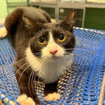 Domestic Short Hair Cats Available for Adoption - SUNROOM | PetCurious