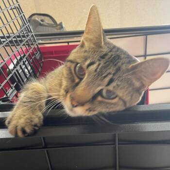 Pawrbara Walters -  Domestic Short Hair Cat for Adoption in Norman, Oklahoma - Pawrbara Walters | PetCurious
