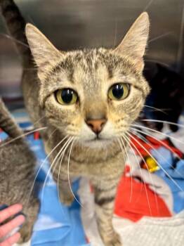 Scoop -  Domestic Short Hair Cat for Adoption in Bloomington, Indiana - Scoop | PetCurious