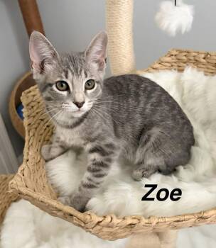 Zoe -  Domestic Short Hair Cat for Adoption in Bossier City, Louisiana - Zoe | PetCurious