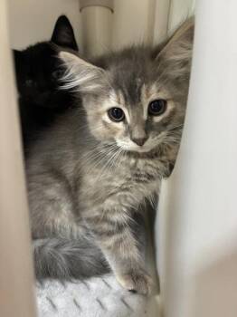 Freya -  Domestic Medium Hair Cat for Adoption in Salt Lake City, Utah - Freya | PetCurious