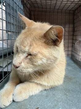 Domestic Short Hair Cats Available for Adoption in Jacksonville, Florida - OMALLEY | PetCurious