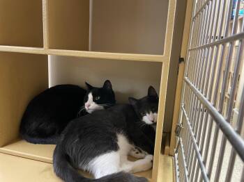 Rescue Domestic Short Hair Cats for Adoption in Worcester, Massachusetts - Arthur & Albert | PetCurious