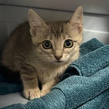 Nala -  Domestic Short Hair Cat for Adoption in Yuma, Arizona - Nala | PetCurious