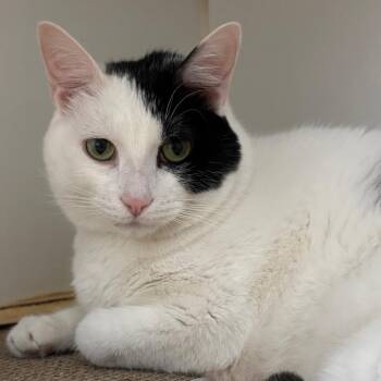 Jerry -  Domestic Short Hair Cat Available for Adoption in Naperville, Illinois - Jerry | PetCurious