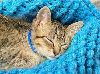 TACO -  Domestic Short Hair Cat for Adoption in Fort Lauderdale, Florida - TACO | PetCurious