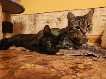 Rexi -  Domestic Short Hair Cat for Adoption in Virginia Beach, Virginia - Rexi | PetCurious