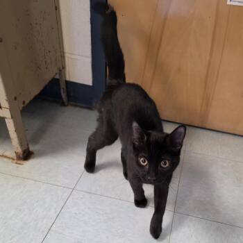Harley -  Domestic Short Hair Cat for Adoption in New York, New York - Harley | PetCurious
