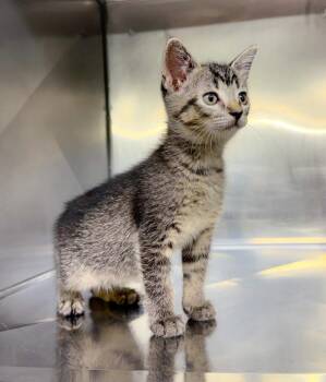 Alanis -  Domestic Short Hair Cat for Adoption in Murray, Kentucky - Alanis | PetCurious