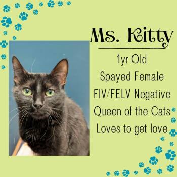 Domestic Short Hair Cats Available for Adoption in Junction City, Kansas - Ms. Kitty | PetCurious