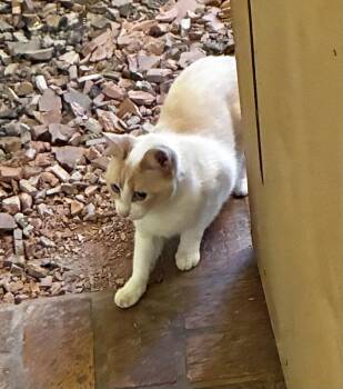 Betty -  Siamese Cat for Adoption in Theodore, Alabama - Betty | PetCurious