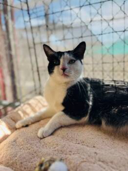 MEOWIE -  Domestic Short Hair Cat for Adoption in Joshua Tree, California - MEOWIE | PetCurious