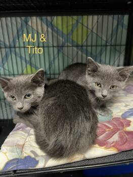 MJ and Tito -  Chartreux and Domestic Short Hair Cat for Adoption in Ringwood, New Jersey - MJ And Tito | PetCurious