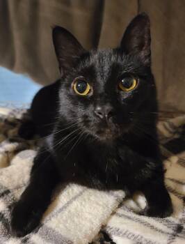 Poppy -  Domestic Short Hair Cat Available for Adoption in Ellijay, Georgia - Poppy | PetCurious