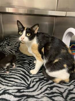 A2480286 -  Domestic Short Hair Cat for Adoption in Fort Lauderdale, Florida - A2480286 | PetCurious