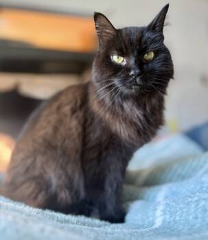 Rescue Domestic Long Hair Cats for Adoption in New Baltimore, Michigan - Stoli | PetCurious