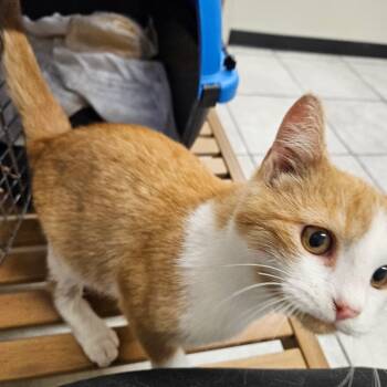 Rescue Domestic Short Hair Cats for Adoption in Mocksville, North Carolina - BamBam | PetCurious