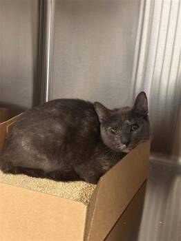 Domestic Short Hair Cats Available for Adoption in West Chester, Pennsylvania - Rogue | PetCurious
