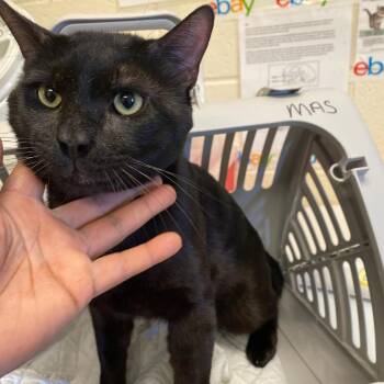 Domestic Short Hair Cats Available for Adoption in Memphis, Tennessee - AUGUST | PetCurious
