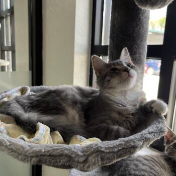 Domestic Medium Hair Cats Available for Adoption - Deuce | PetCurious