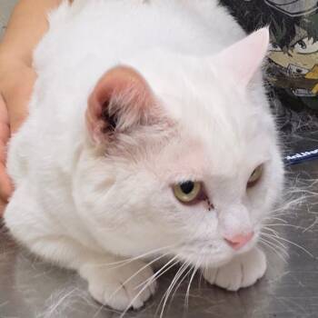 Geode -  Domestic Short Hair Cat for Adoption in Bristol, Indiana - Geode | PetCurious