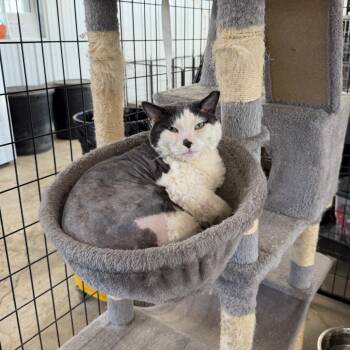 Jupiter -  Domestic Short Hair Cat for Adoption in Spanish Fork, Utah - Jupiter | PetCurious