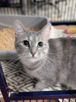 Biscuit -  Domestic Short Hair Cat for Adoption in Tilton, Illinois - Biscuit | PetCurious
