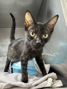 Rescue Domestic Short Hair Cats for Adoption in Pomona, New York - Lilo | PetCurious