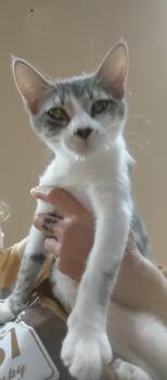 Eleanor -  Domestic Medium Hair Cat for Adoption in Phoenix, Arizona - Eleanor | PetCurious