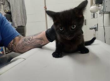 Domestic Short Hair Cats Available for Adoption in Chula Vista, California - ZUZU | PetCurious