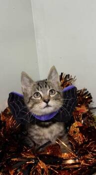Huckleberry -  Domestic Short Hair Cat for Adoption in Picayune, Mississippi - Huckleberry | PetCurious