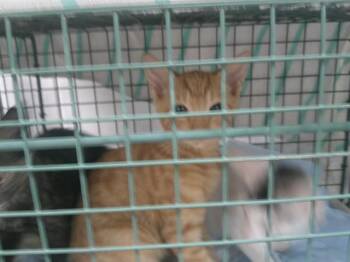 POPSICLE CREAM -  Domestic Short Hair Cat for Adoption in Ocala, Florida - POPSICLE CREAM | PetCurious