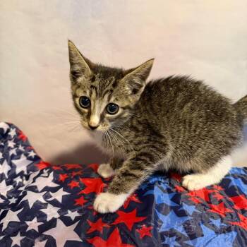 Sputnick -  Domestic Medium Hair Cat for Adoption in Fredericksburg, Virginia - Sputnick | PetCurious