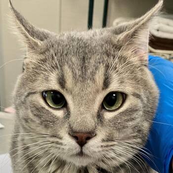 Domestic Short Hair Cats Available for Adoption in Las Cruces, New Mexico - Boss | PetCurious