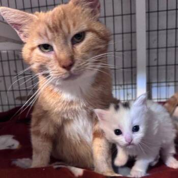 Marigold -  Domestic Short Hair Cat for Adoption in Toms River, New Jersey - Marigold | PetCurious