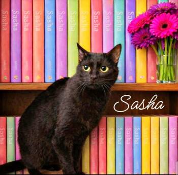 Domestic Short Hair Cats Available for Adoption - Sasha | PetCurious