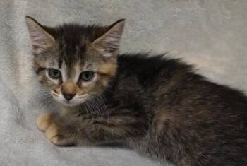 Domestic Short Hair Cats Available for Adoption in Thief River Falls, Minnesota - Lana | PetCurious