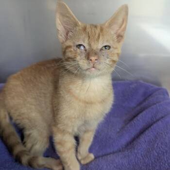 Radar -  Domestic Short Hair Cat for Adoption in Fenton, Michigan - Radar | PetCurious