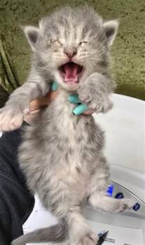 Domestic Short Hair Cats Available for Adoption in Riverside, California - HAZELNUT | PetCurious