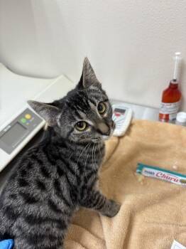 Mojo Jojo -  Domestic Short Hair Cat for Adoption in Sherwood, Oregon - Mojo Jojo | PetCurious