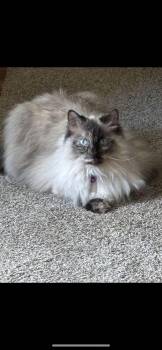 Rescue Himalayan and Birman Cats for Adoption in Carson City, Nevada - Angel | PetCurious