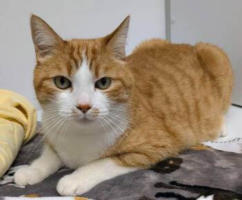 Sunny Boy -  Domestic Short Hair Cat for Adoption in Youngtown, Arizona - Sunny Boy | PetCurious