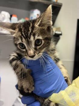 Domestic Short Hair Cats Available for Adoption in Vallejo, California - Gnocchi | PetCurious