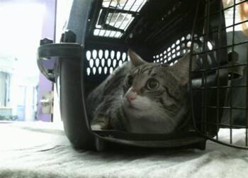 LILY -  Domestic Short Hair Cat for Adoption in Houston, Texas - LILY | PetCurious