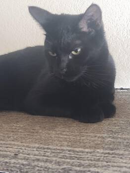 Rescue Domestic Short Hair Cats for Adoption in Westminster, California - Parker | PetCurious