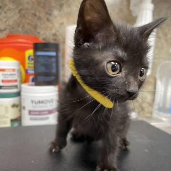 Purrl Jam -  Domestic Short Hair Cat for Adoption in Webster, Texas - Purrl Jam | PetCurious