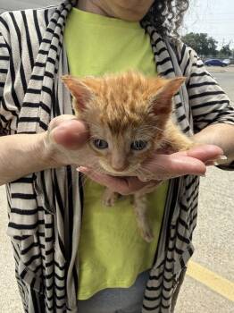 PIckleball -  Tabby and Domestic Short Hair Cat for Adoption in Dallas, Texas - PIckleball | PetCurious